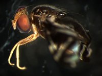 藏品(果實蠅)的圖片